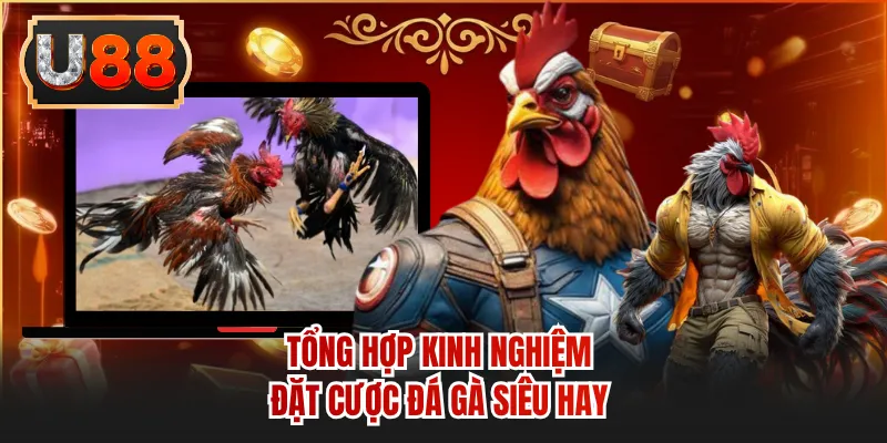 Tổng hợp kinh nghiệm đặt cược đá gà siêu hay